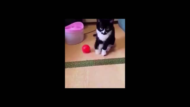 Cute And Funny Pets