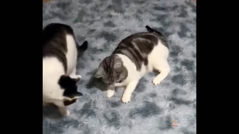 Funniest Animals - Best Of The 2021 Funny Animal Videos #46