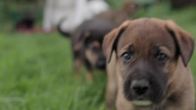 My dogs 🐕🐕 very nice