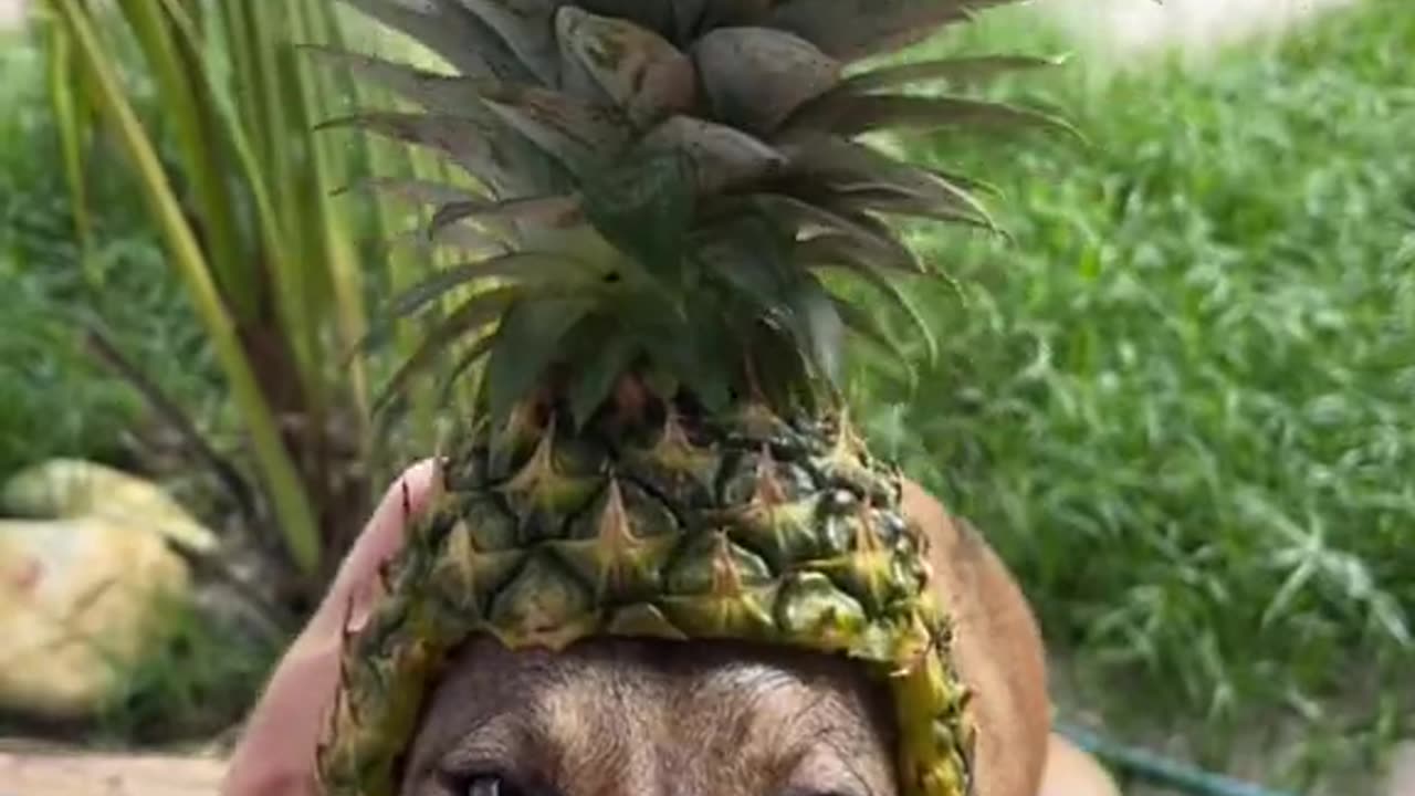 Good Morning Pineapple Looking Very Good Very Nice Sweet Indian Song With Cute Dog TikTok