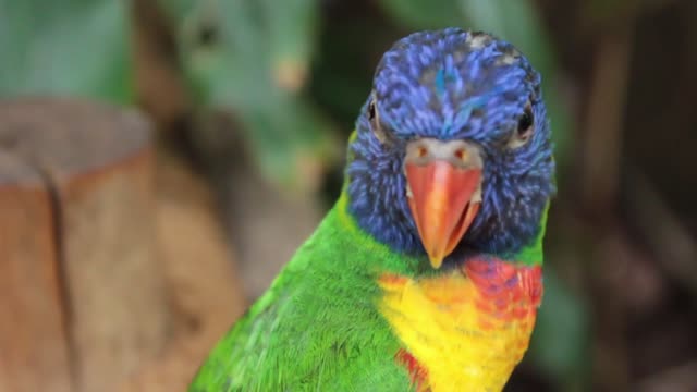 rexuling music parrot birds 90