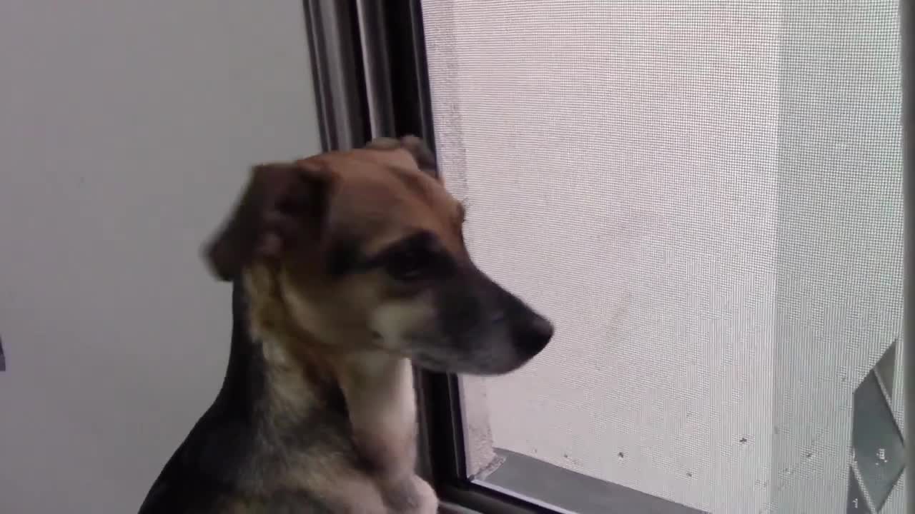 see dog's reaction to neighbors' fight