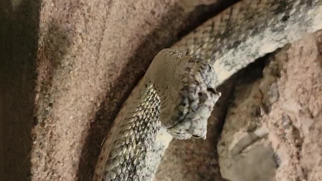 Arizona rattle snake