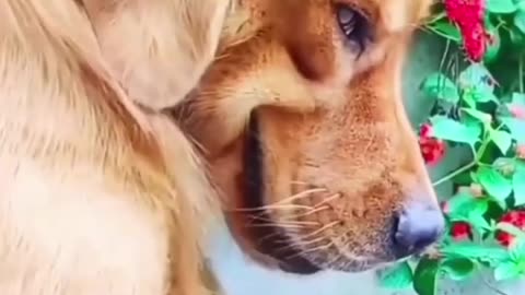 🤣😹 wait till the end 🤣 Funny animal videos. 😹🤣