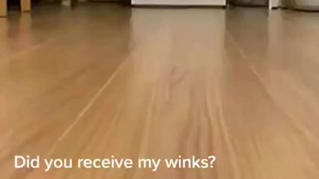 Lovely Cat, black cat, cats, funny cats, funny cat videos 1630