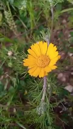 Ait bou Ali tidili massfioua