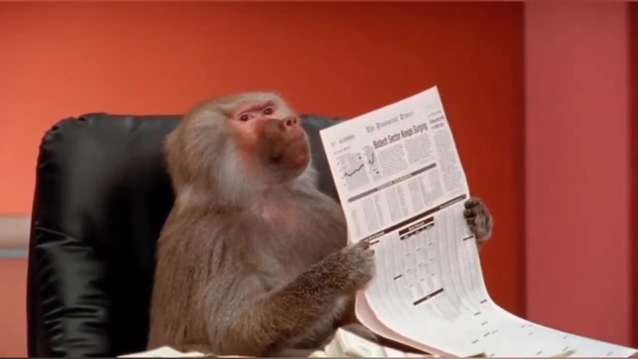 Funny Animal videos - Funny - funniest monkeys