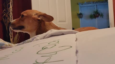 Corgi being questioned