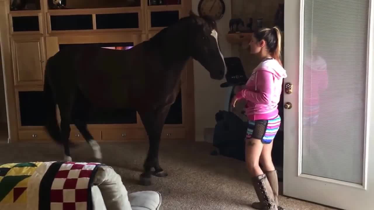 Horse Walks Inside House to Chill With Owner