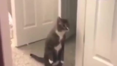 Funny Curious looking Cat