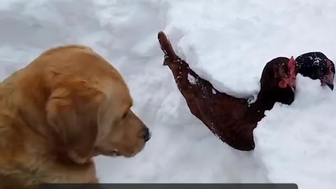 Dog helps out some chickens