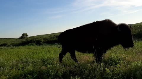 Buffalo walk right by us