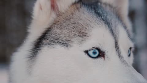 Husky