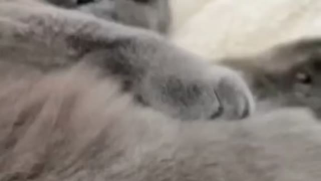 Funny cat video - have nothing 2 do