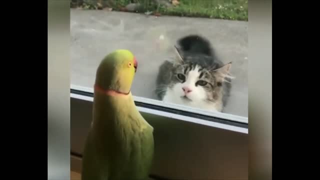 Funny parrot and cat