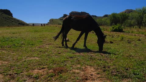 maye 🐎 horse