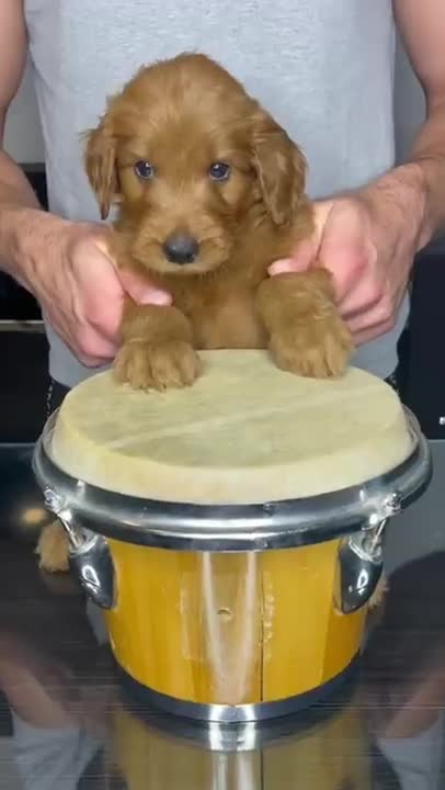 Puppy playing drums!