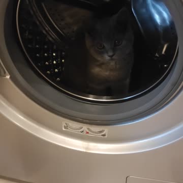 kitten and washing machine 🤣🤣🤣