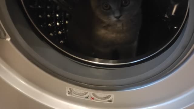 kitten and washing machine 🤣🤣🤣
