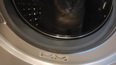 kitten and washing machine 🤣🤣🤣