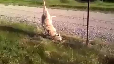 Man sets wolf free from the fence. Please hit the rumble button if you think he did the right thing