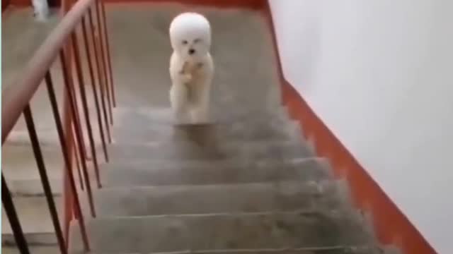 Cute Funny Dogs Compilation #5