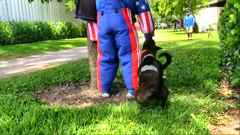 Two dogs attacks trainer