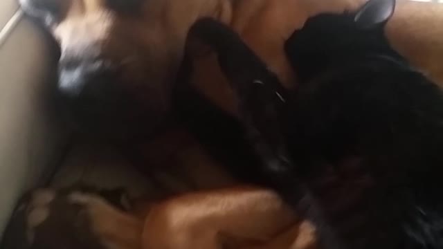 Dog gets relaxing massage from feline friend