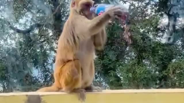 Smart monkey wants to drink Thumbs up