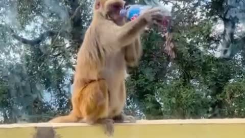 Smart monkey wants to drink Thumbs up