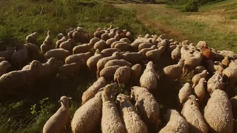 Sheep walking on meadow. Flock of white sheep. Animals at pasture land. Terrain meant for grazing