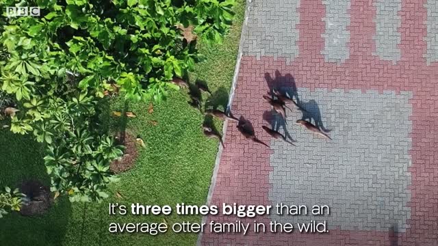 The Otters of Singapore | Cities: Nature's New Wild | BBC Earth