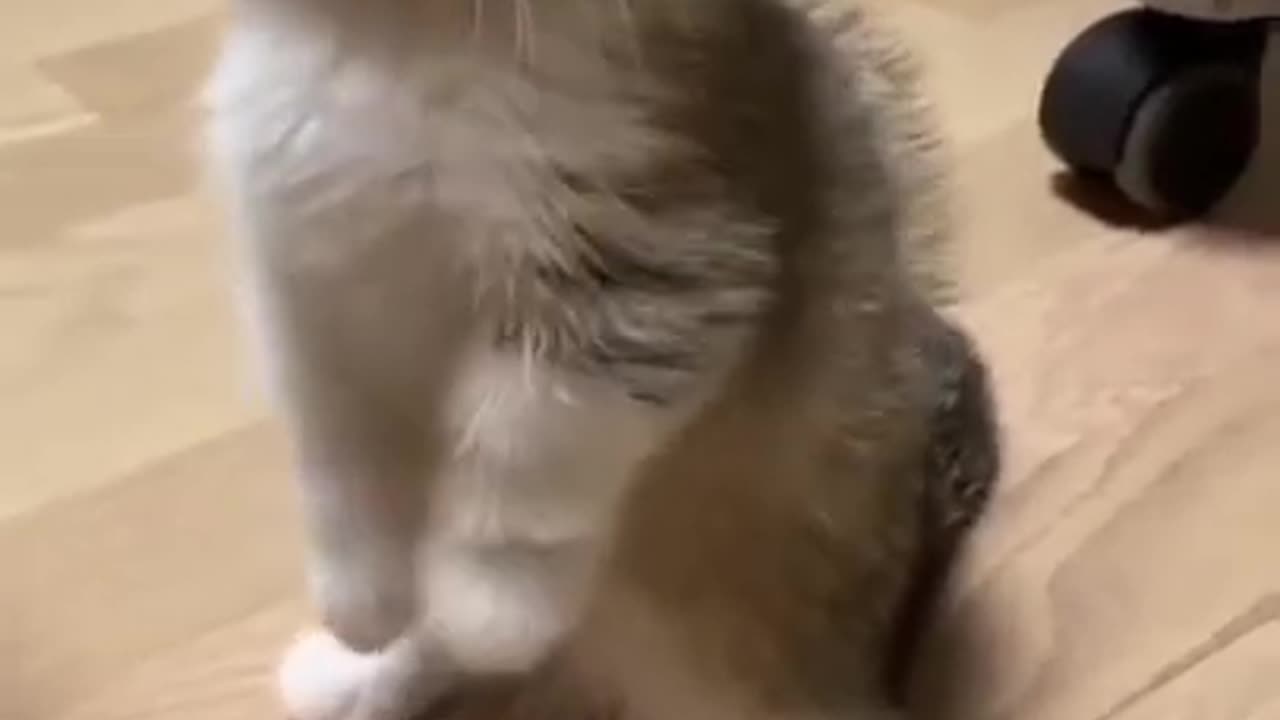 Funny Cute Baby Cat