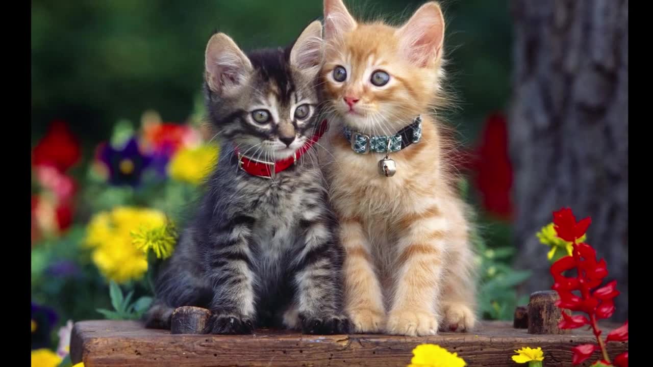 Cutie cats