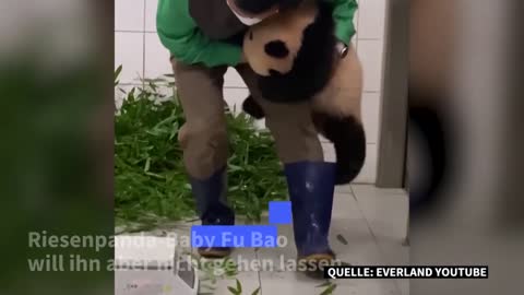 Anhänglicher Panda