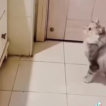 amazing tiktok video