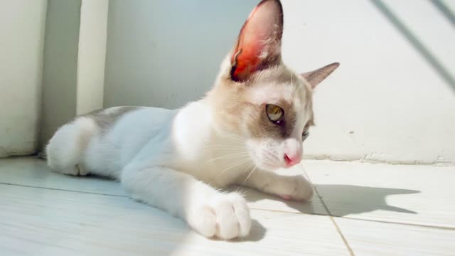 Happy cat playing on the floor