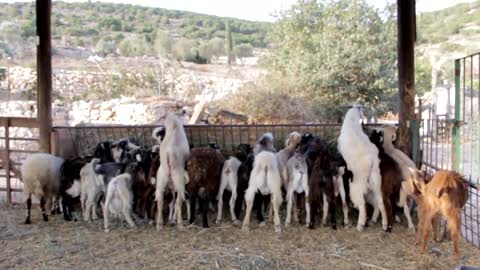 Goats and sheep overlooking the trees