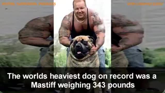 Largest dog breeds on earth