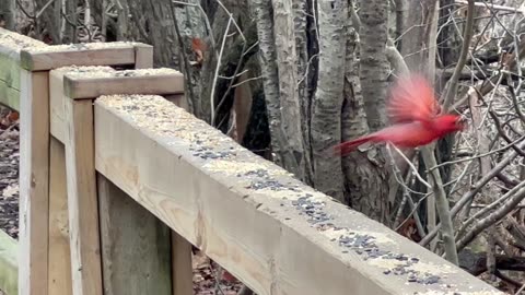 Christmas Day Cardinal