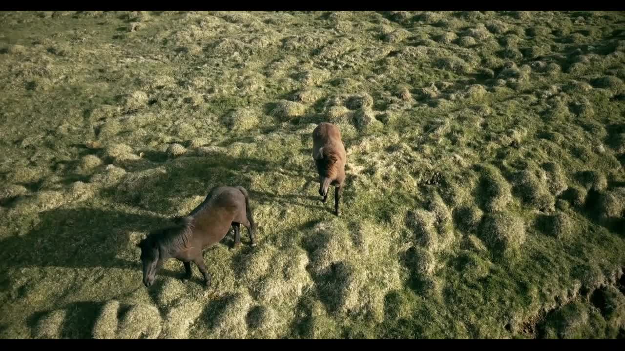 Copter flying over the two horses on the lava field in Iceland