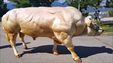 LOOK AT THIS AMAZING BULL!