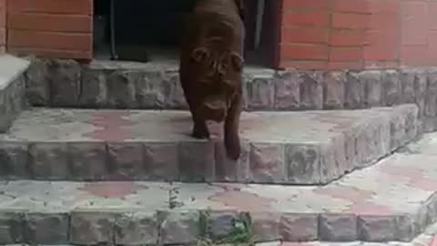 My very funny dog