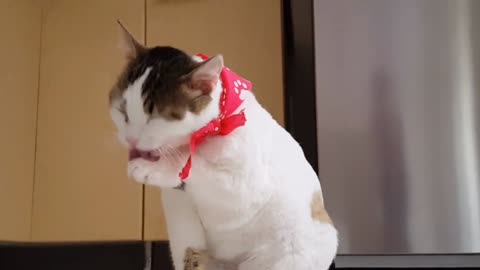 Cats