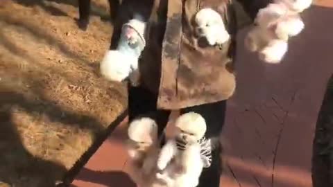 Lovely Baby Dog, Cute dog😹