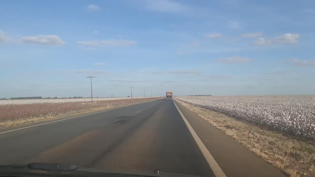Cotton plantation - Imensa plantação de Algodão - Traveling Through Brazil