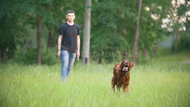 dog-irish-setter-running-in-the-park-and-playing-with-his-owner-man-throws-the-S