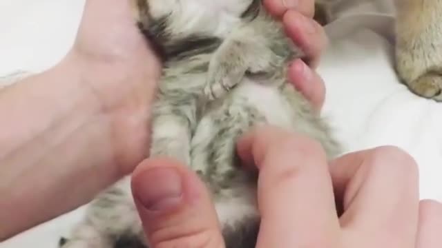 A newborn kitten