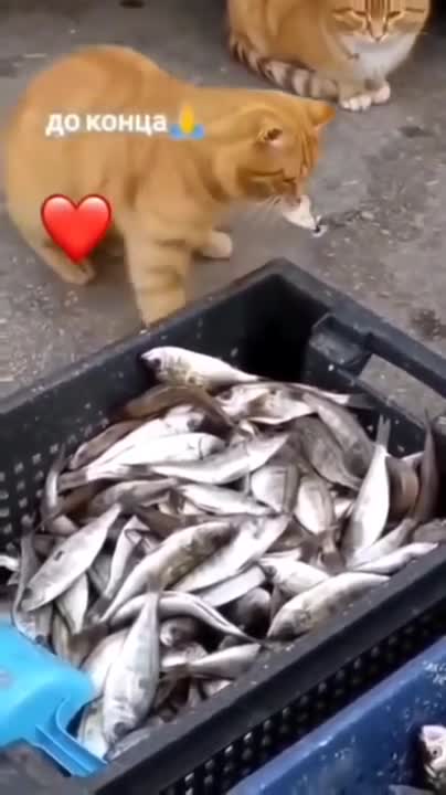 take it buddy you deserve it 🥺