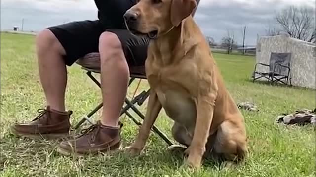 labrador retriever training